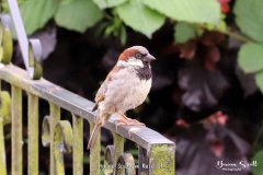 House Sparrow Male
