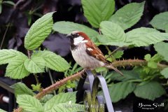 House Sparrow Male