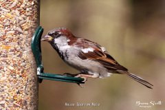 House Sparrow Male