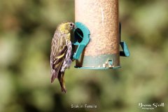 Siskin Female