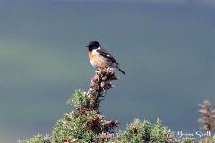 Stonechat