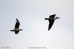 Blackbacked Gulls