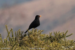 Blackbird Male