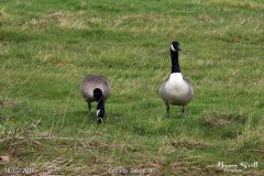 Canada Geese