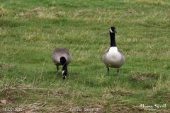 Canada Geese