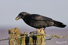 Carrion Crow