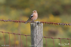 Chaffinch