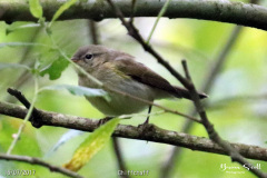 Chiffchaff