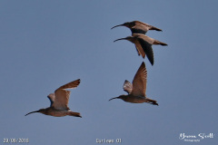 Curlews