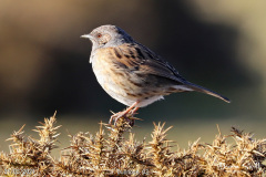 Dunnock