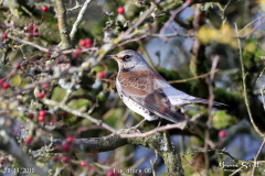 Fieldfare