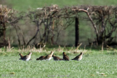 Golden Plover