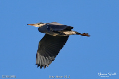 Grey Heron