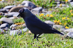 Jackdaw