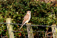 Kestrel