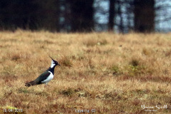 Lapwing