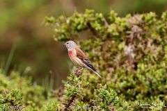 Linnet Male