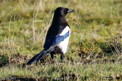 Magpie