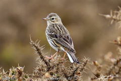 Meadow Pipit