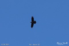 Pair Raven