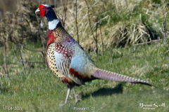 Pheasant