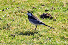 Pied Wagtail