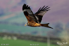 Red Kite