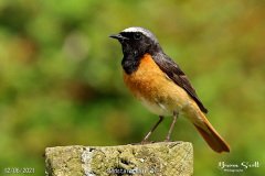 Redstart Male