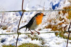 Robin on the Common
