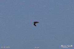 Snipe