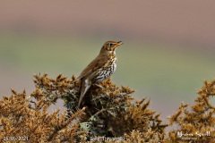 Song Thrush