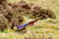 Sparrowhawk