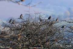 Starling Flock