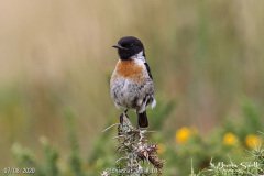 Stonechat Male
