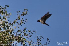 Swallows