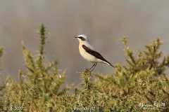 Wheatear