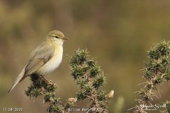 Willow Warbler