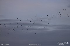 Woodpigeon