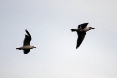 Blackbacked Gulls