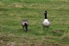Canada Geese