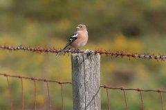Chaffinch