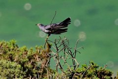 Cuckoo