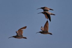 Curlews