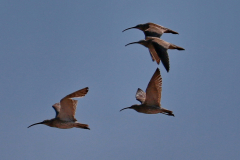 Bird's of the Common
