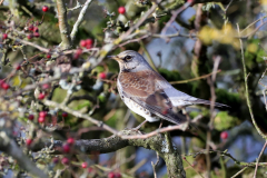 Fieldfare