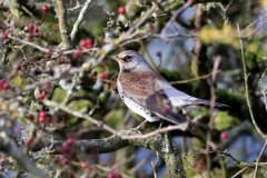 Fieldfare