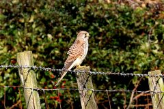 Kestrel