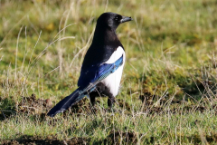 Magpie