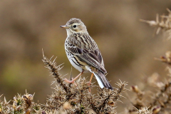 Meadow Pipit