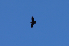 Pair Raven